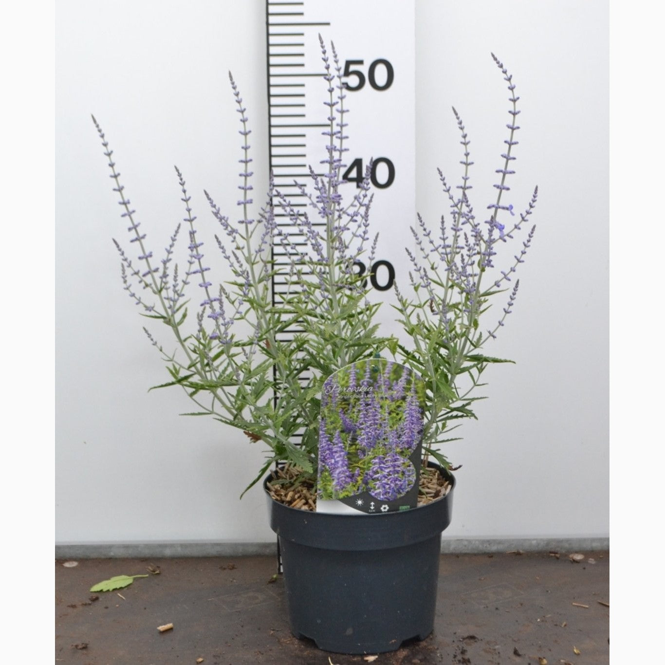 Perovskia – Perovskia atriplicifolia 'Lacey Blue'® - C3 20-40 CM